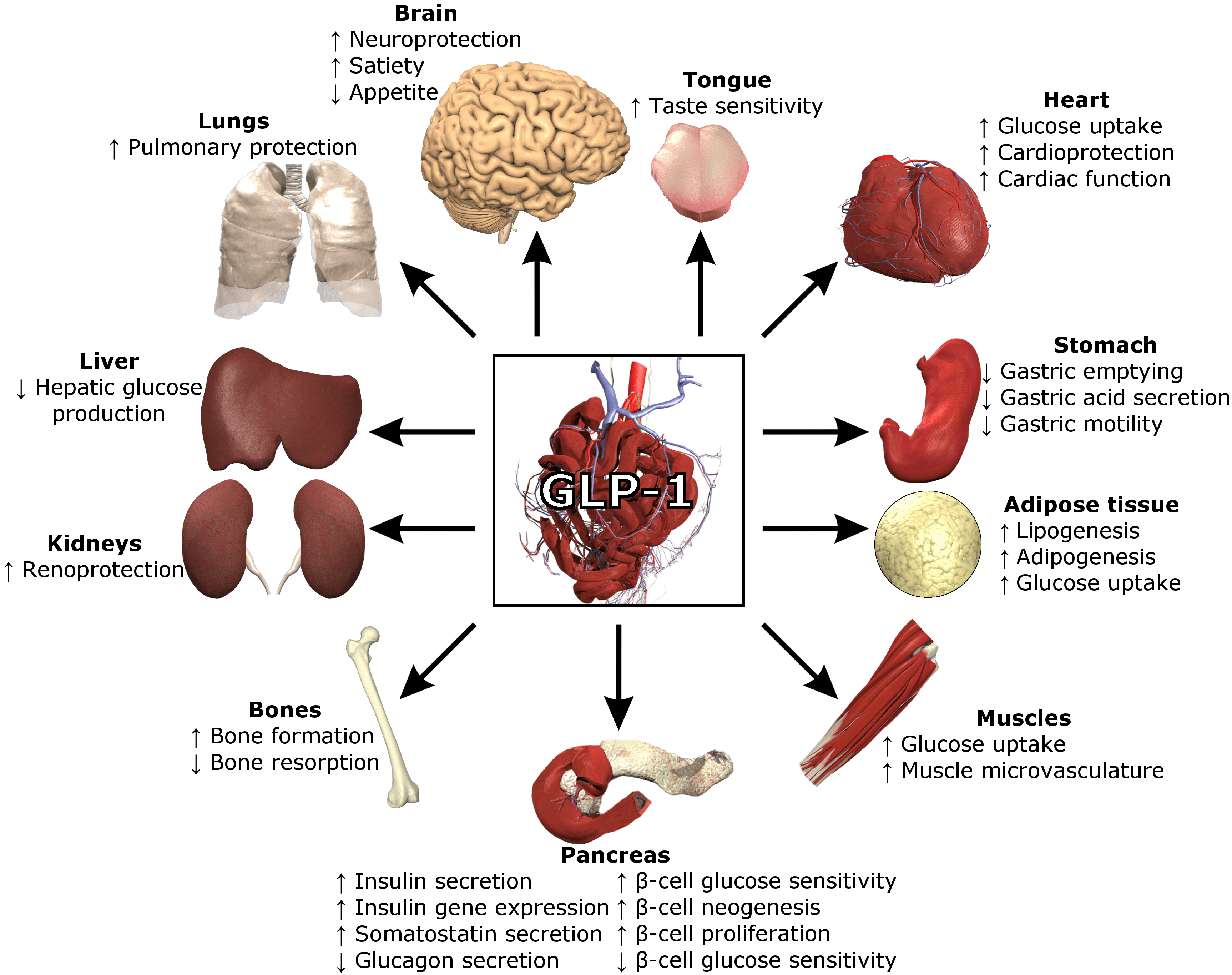 GLP-1 and Weight Loss