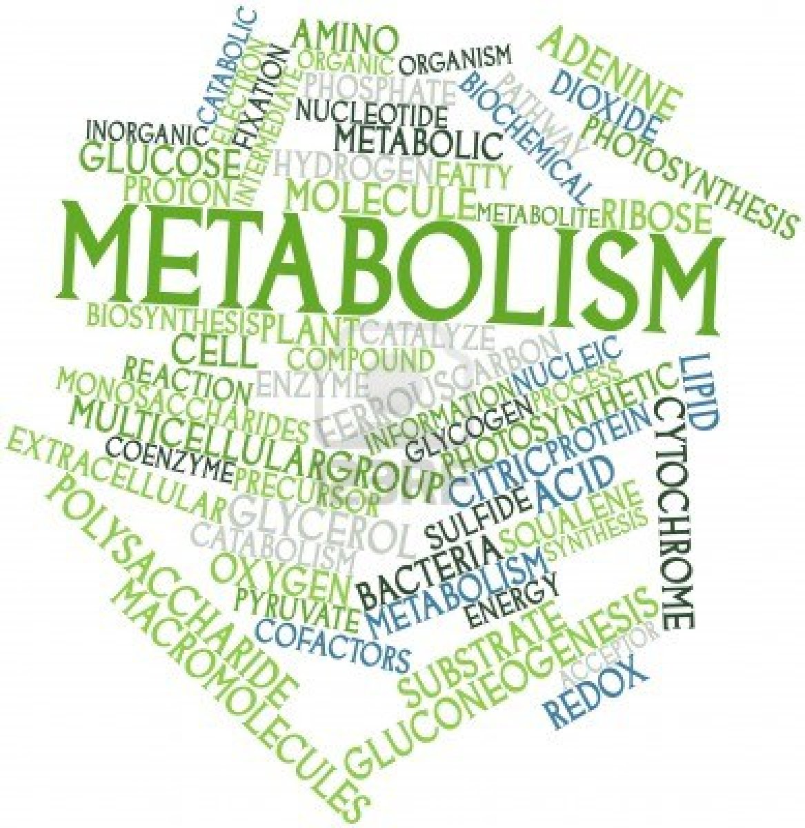 How To Reset Metabolism For Weight Loss?