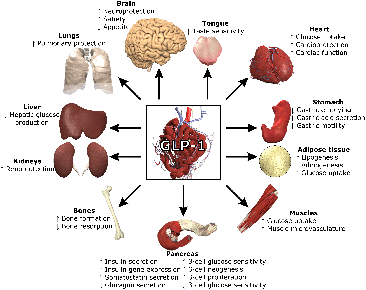 GLP-1 and Weight Loss