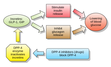 What is GLP-1 Glucagon-like peptide 1